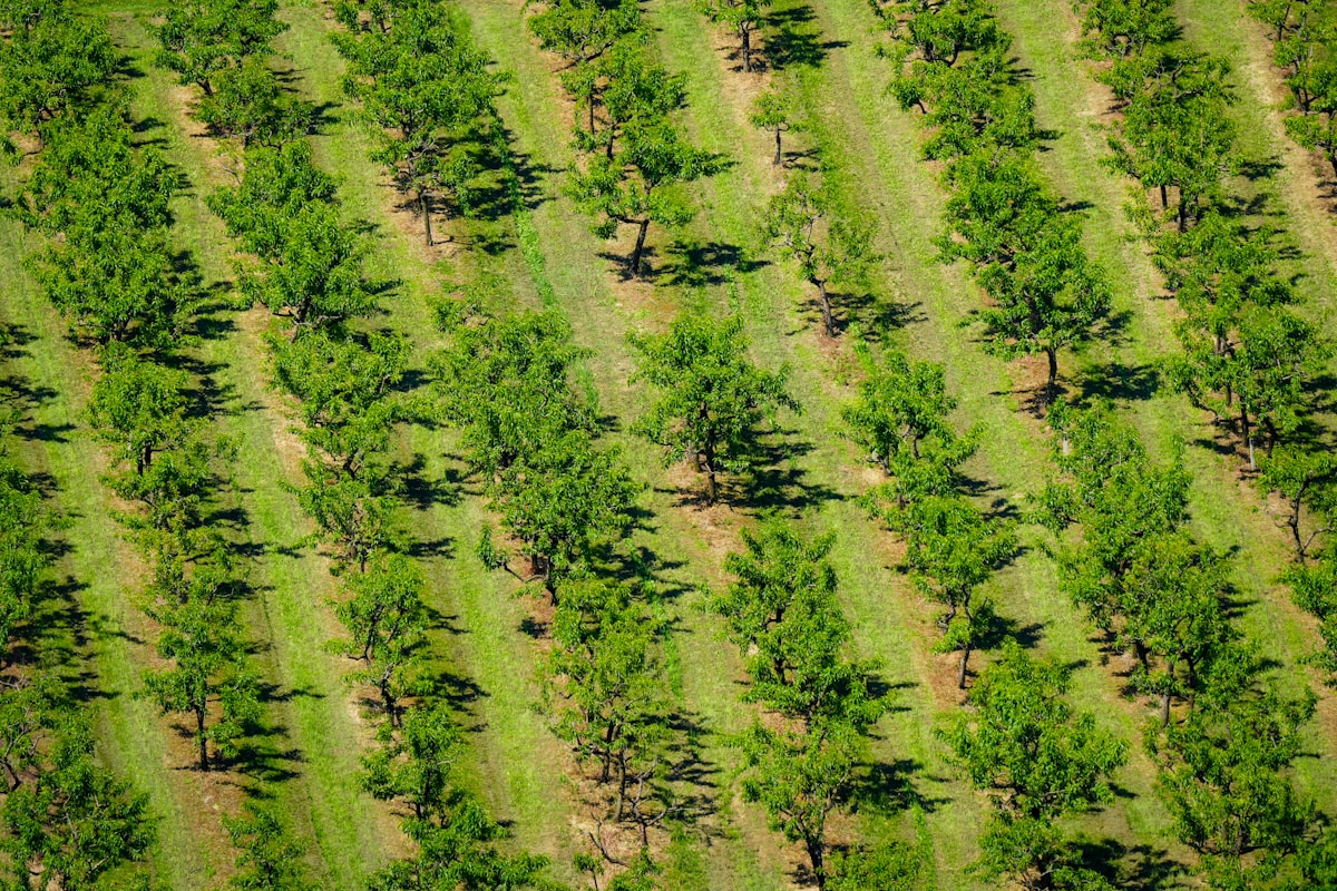 Stromová farma Carbon Free / MY-TREES — stav 2020