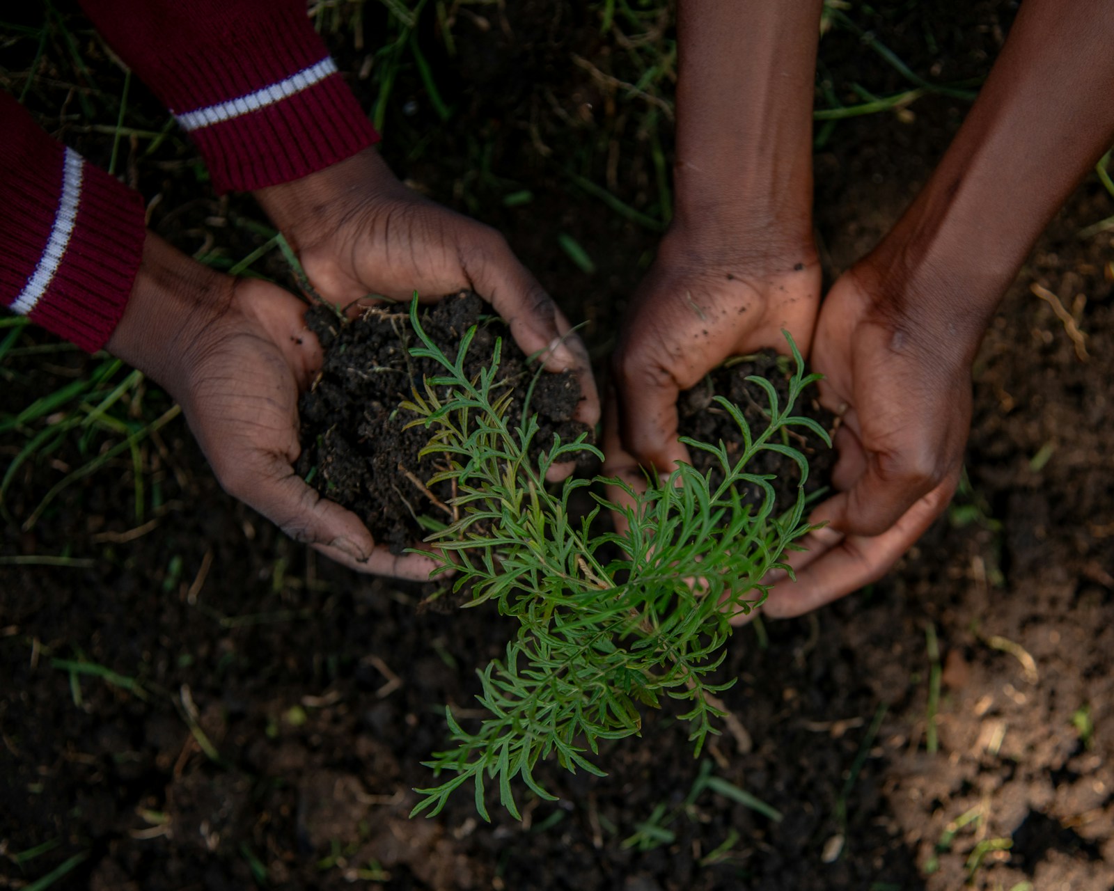 Reforestačný projekt — výsadba stromov
